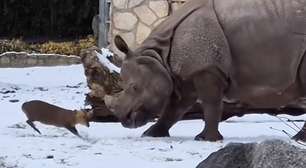 Veado de apenas 17 kg desafia rinoceronte de 1,7 tonelada e cena 'fofa' viraliza