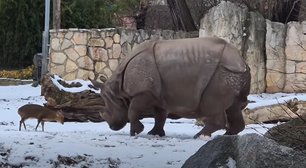 Veado de 17 kg enfrenta rinoceronte de 1,7 tonelada em zoológico da Polônia