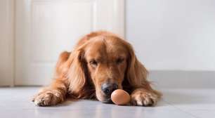 Cachorro pode comer ovo? Veja o que é seguro