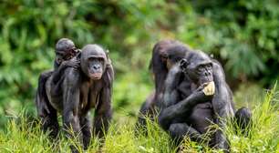 Eles compartilham quase todo o DNA humano, vivem em sociedades lideradas por fêmeas e evitam a violência