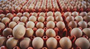 Entenda por que faltam ovos nos supermercados franceses