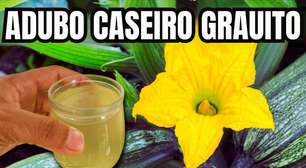 Adubo caseiro para plantas: a melhor forma natural e econômica de deixar seu jardim sempre forte e bonito