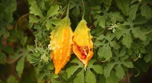 "Cientificamente comprovado": o suco de melão-de-são-caetano abaixa o açúcar do sangue, ajuda a emagrecer e diminui a inflamação do corpo