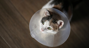 Qual é a idade ideal para castrar gatos? Especialista esclarece