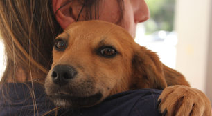 Poá abre inscrições para curso de banho e tosa oferecido pelo programa Caminho da Capacitação