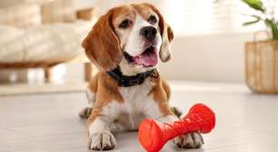 Como incentivar o seu cachorro a beber mais água, confira