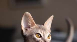 5 raças de gatos curiosas para quem gosta de felinos ativos e exploradores