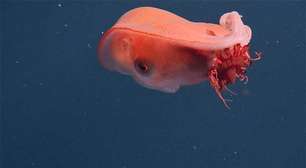 Um dos polvos mais misteriosos do planeta é registrado no Oceano Pacífico