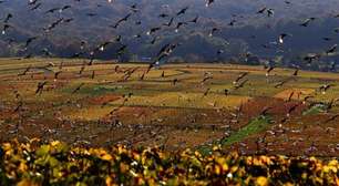 Mais agrotóxico, menos pássaros: estudo francês comprova efeito de pesticidas na biodiversidade