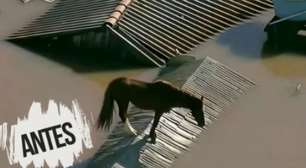 Cavalo Caramelo vira influenciador digital e ultrapassa 100 mil seguidores no Instagram