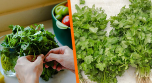 O truque que quase ninguém conhece para manter o coentro fresco por até um mês