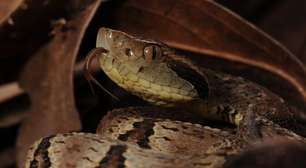 Veneno da jararaca revela nova funcionalidade das proteínas