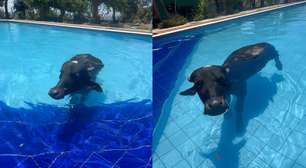 Búfalo é flagrado entrando em piscina para se refrescar em dia quente