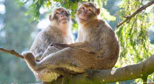 Ambiente e sociedade influenciam homossexualidade em primatas