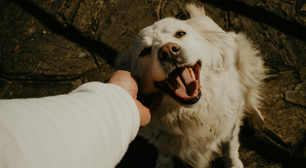 Onda de calor: veja dicas para proteger os pets do superaquecimento