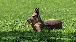Mara: o segredo da lebre gigante que só existe na Argentina