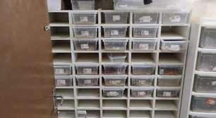 Polícia resgata 41 cobras e mais de 200 ovos da mesma espécie; animais eram enviados pelos Correios