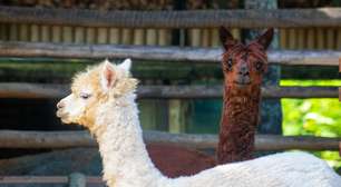 BioParque do Rio recebe casal de alpacas e abre votação para escolher os nomes