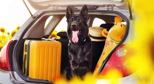 5 cuidados essenciais para viajar com os pets no verão