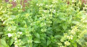 Alfavaca: 5 benefícios para a saúde e como incluir no dia a dia