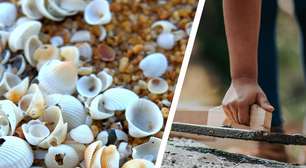 Após décadas buscando uma alternativa ao cimento, a encontramos em um lugar inusitado: as conchas marinhas