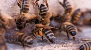 Ataques de abelhas aumentam no RS e especialistas orientam como agir em situações de risco