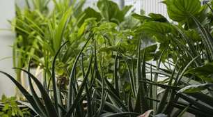 Adeus à poluição em casa: essas plantas purificam o ar, segundo a NASA, e são fáceis de cuidar