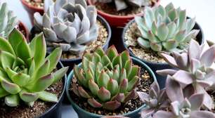 Como cuidar de suculentas: guia para iniciantes