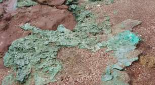 Ninhos de tartaruga-verde podem soterrar rochas de plástico e comprometer espécie