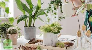 Planta com manchas nas folhas: pode ser praga?