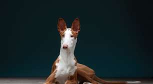 Cachorros espanhóis: 5 raças originárias da Espanha