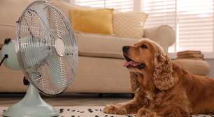 Hipertermia em pets: sinais de alerta e o que fazer