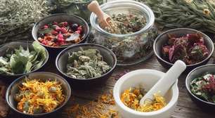 Guia do chá: como armazenar ervas e evitar mofo