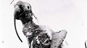 Ficou na história: Papagaio 'desafiou' a Ciência e viveu 120 anos!