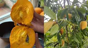 Canistel: fruta doce e tropical ainda é pouco conhecida pelos brasileiros