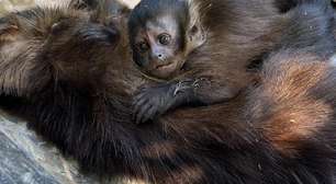 Filhote de macaco-prego é flagrado 'chorando' agarrado ao corpo da mãe atropelada no ES