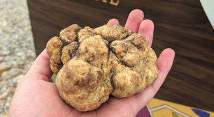 Maior trufa do Brasil é encontrada em fazenda no RS e vendida por R$ 10 mil/kg a restaurante Michellin