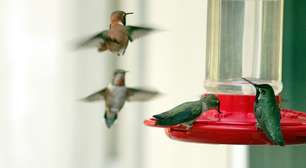 Um simples objeto defeituoso está fazendo uma espécie evoluir ao vivo: beija-flores