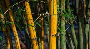 Estudo sugere que bambu pode se tornar um 'superalimento'; entenda