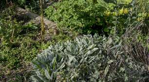 Prepare seu jardim e a sua horta para as ondas de calor