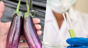 Sementes de berinjela contra o câncer: cientistas da Universidade de Granada demonstram seu efeito antitumoral