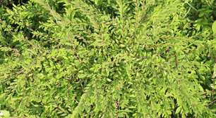 SUS anuncia primeiro medicamento fitoterápico; descubra qual é