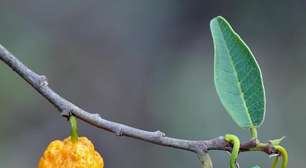 Conheça a fruta do Cerrado que tem alto teor de vitamina A
