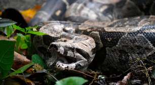 Invasão de serpentes em áreas urbanas assusta moradores pelo Brasil