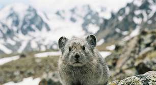 Animal ameaçado de extinção: restam menos de mil pikas na China e comunidade científica se movimenta para salvá-las