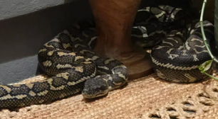 Australiana acorda no meio da noite com cobra píton em cima da coberta