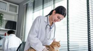 FIV e FELV em gatos: conheça os sintomas e as formas de transmissão