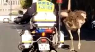 Pra quem não viu: Avestruz com saudade da fêmea deu canseira em policiais