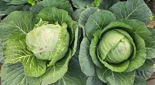 Repolho será uma das tendências na gastronomia em 2026, diz estudo