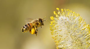 Abelhas em casa? Saiba o significado por trás da visita dos insetos